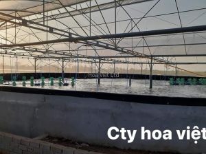 Nhà màng nuôi tôm công nghiệp