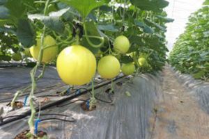 Chi phí làm nhà màng sản xuất nông nghiệp công nghệ cao