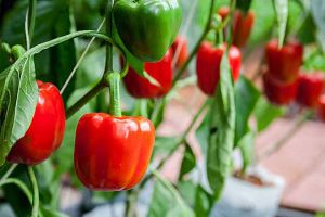 quy trình trồng ớt chuông trong nhà màng