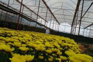 Quy Trình trồng hoa cúc trong nhà màng