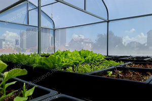 Nhà kính mini trồng rau trên sân thượng