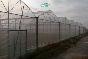 Mách bạn các ưu điểm khi trồng cây trong nhà màng 