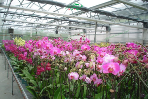 Giá Xây Dựng Nhà Màng Cập Nhật Chi Tiết Mới Nhất 2025