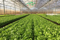 Kỹ thuật trồng rau trong nhà màng: Giải pháp nông nghiệp hiệu quả và bền vững