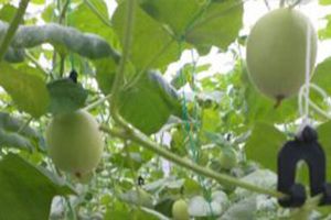 Cách xây dựng nhà màng trồng dưa lưới, dưa vàng